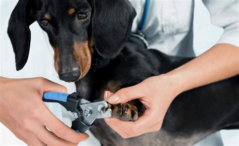 Dog nail trimmer near me - Day 1: Let your puppy sniff the nail clipper or grinder. Give a treat and praise. Day 2: Touch the nail clipper or grinder lightly on each paw. Give a …
